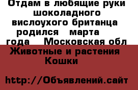 Отдам в любящие руки шоколадного вислоухого британца, родился 5 марта 1017 года. - Московская обл. Животные и растения » Кошки   